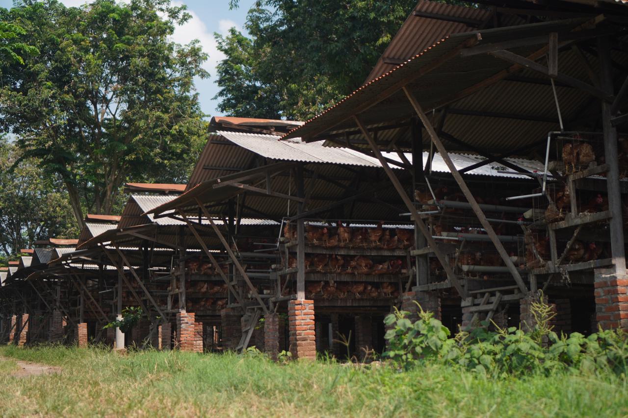 Layer Farm Exterior