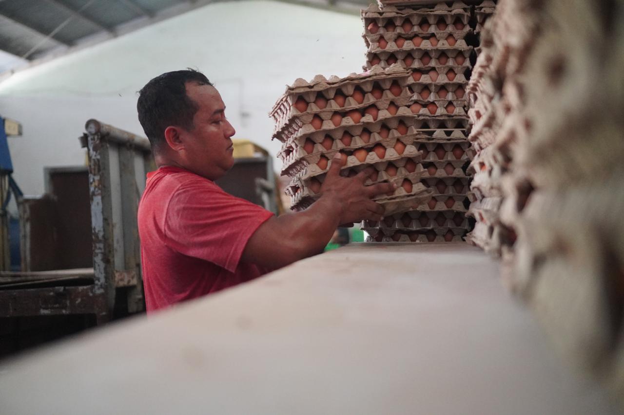 Egg Collection & Stacking
