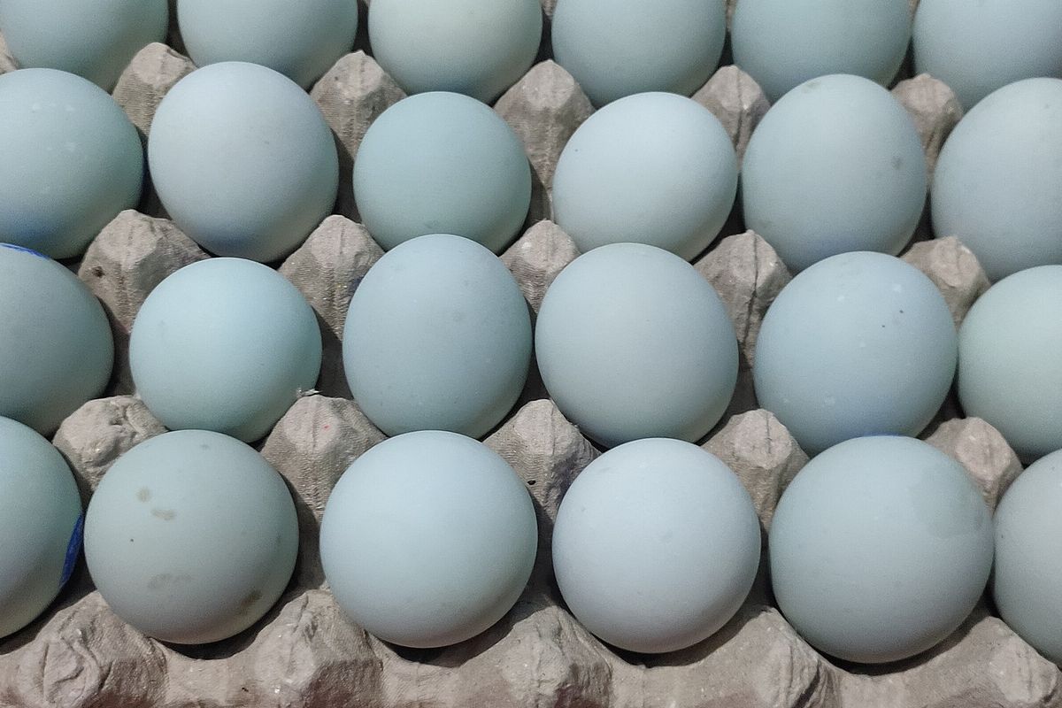 Telur Bebek — 1