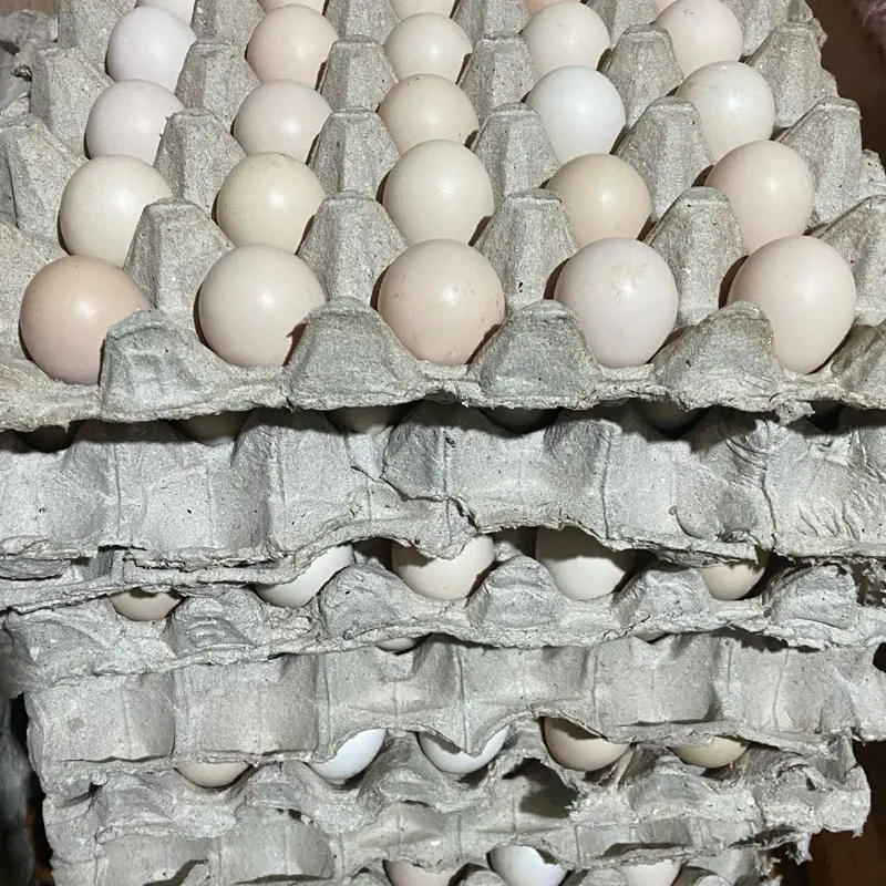 Telur Ayam Arab — 1