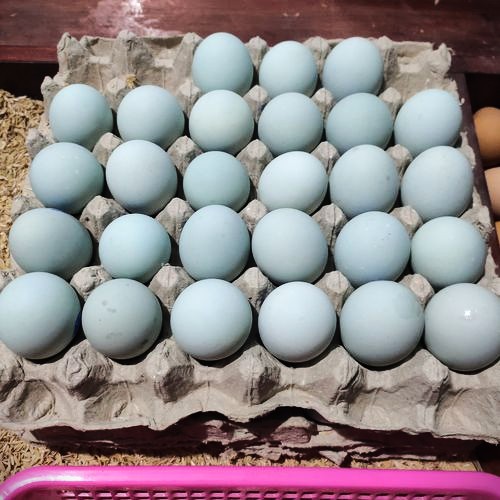 Telur Bebek thumbnail 2