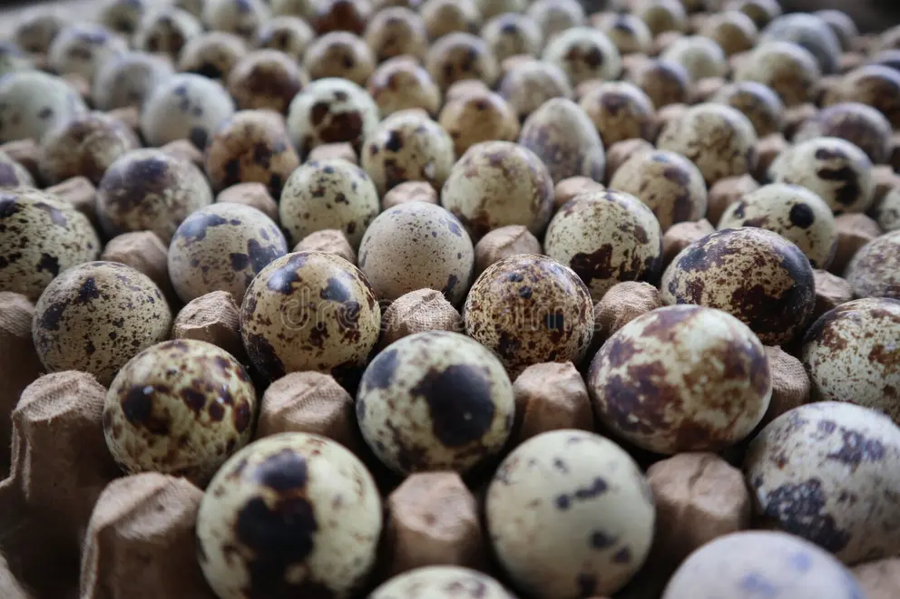 Telur Puyuh thumbnail 2